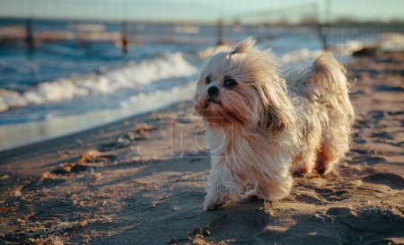 Foto de Shih-tzu perro caminando en la playa al atardecer - Imagen libre de derechos