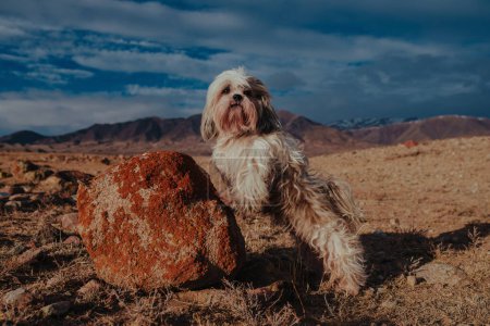 Foto de Shih-tzu perro de pie sobre una piedra en el fondo de las montañas - Imagen libre de derechos