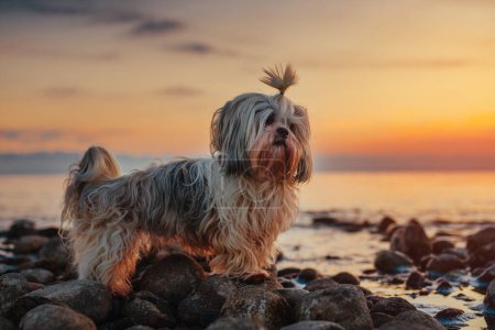 Photo for Shih-tzu dog standing on rocky lake shore at sunset - Royalty Free Image
