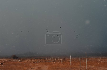 Téléchargez les photos : Oiseaux survolant un champ par temps orageux avec de la neige - en image libre de droit