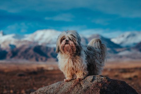 Foto de Shih tzu perro de pie sobre piedra en las montañas de fondo - Imagen libre de derechos