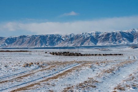 Foto de Montañas paisaje de invierno con rebaño de ovejas - Imagen libre de derechos