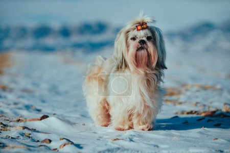 Foto de Shih tzu perro de pie en las montañas de fondo en invierno - Imagen libre de derechos