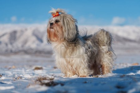 Foto de Shih tzu perro en las montañas de fondo en invierno - Imagen libre de derechos