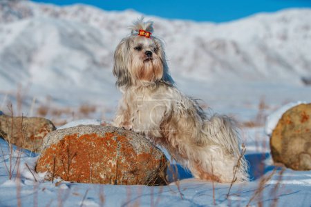 Foto de Shih-tzu perro de pie sobre piedra en las montañas de fondo en invierno - Imagen libre de derechos