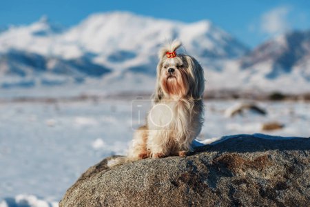 Photo for Shih tzu dog standing on stone on mountains background in winter - Royalty Free Image