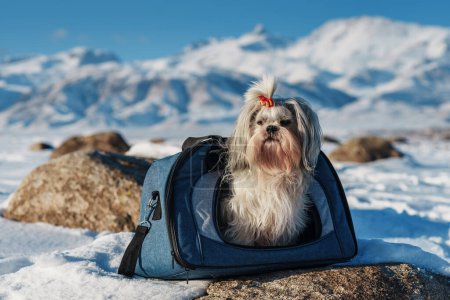 Foto de Shih tzu perro sentado en transporte de mascotas en invierno montañas fondo - Imagen libre de derechos