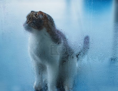 Téléchargez les photos : Chat assis derrière le verre brumeux dans la douche - en image libre de droit
