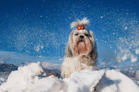 Foto de Shih tzu perro sentado en el fondo de invierno con copos de nieve y montañas - Imagen libre de derechos