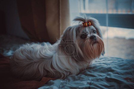 Photo for Shih tzu dog with bow lying on bed at home - Royalty Free Image