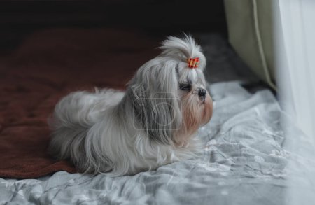 Foto de Shih tzu perro con arco acostado en la cama y mira por la ventana - Imagen libre de derechos
