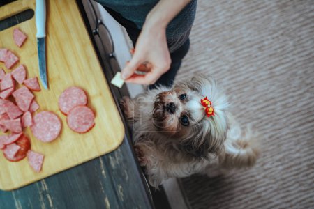 Photo for Shih tzu dog standing in kitchen and looking on board with sausages, want to steal it - Royalty Free Image