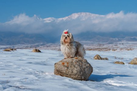 Foto de Shih tzu perro de pie sobre piedra en las montañas de fondo en invierno - Imagen libre de derechos