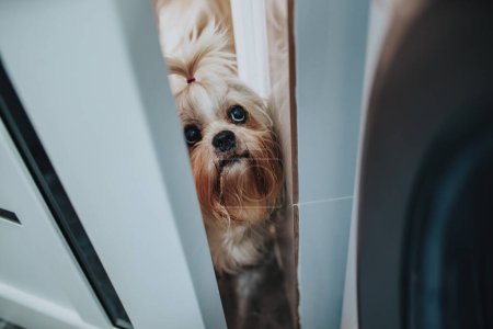 Foto de Shih tzu perro mirar a través de la puerta abierta - Imagen libre de derechos