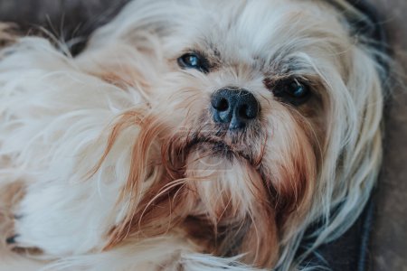 Foto de Primer plano retrato de lindo shih tzu perro - Imagen libre de derechos