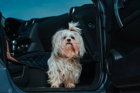 Foto de Shih tzu perro mirando hacia fuera de cabina de coche - Imagen libre de derechos
