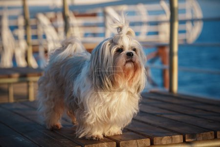 Foto de Shih tzu perro de pie en el muelle junto al mar a la luz del atardecer - Imagen libre de derechos