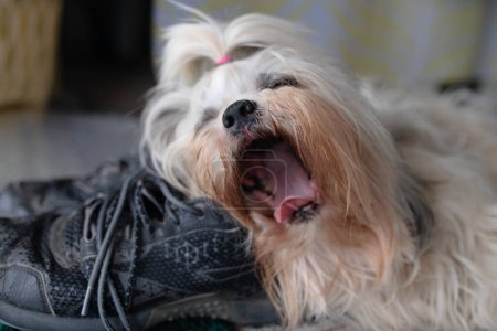 Foto de Shih tzu perro bostezando en el zapato de su amo - Imagen libre de derechos