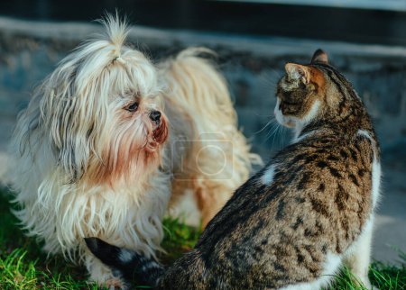 Foto de Shih tzu perro y gato en el patio de casa de campo - Imagen libre de derechos