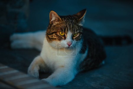 Foto de Gato se encuentra en la acera cerca de la casa en la mañana temprano - Imagen libre de derechos