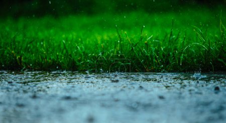 Photo for Raindrops at rainy day on green grass background - Royalty Free Image