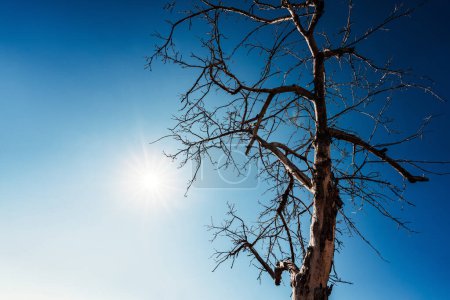 Téléchargez les photos : Silhouette d'arbre séché sur fond bleu ciel - en image libre de droit
