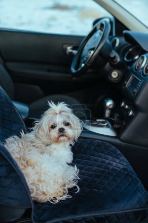 Foto de Lindo perro shih tzu sentado en el asiento del coche - Imagen libre de derechos