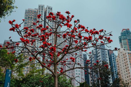Ceiba-Baumblüte in Hongkong im Frühling