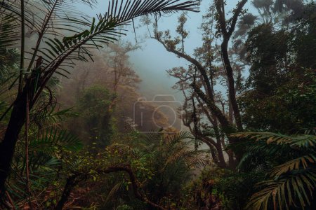 Foto de Selva tropical en un día nublado de niebla - Imagen libre de derechos
