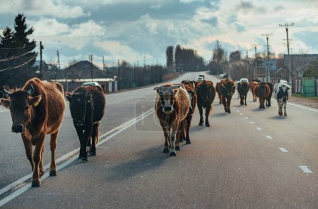 Téléchargez les photos : Troupeau de vaches marche le long de la route au Kirghizistan, Asie centrale - en image libre de droit