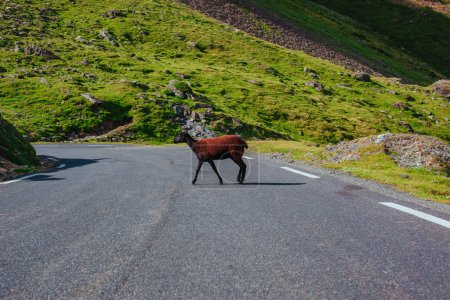 Photo for Sheep crossing road in the mountains - Royalty Free Image