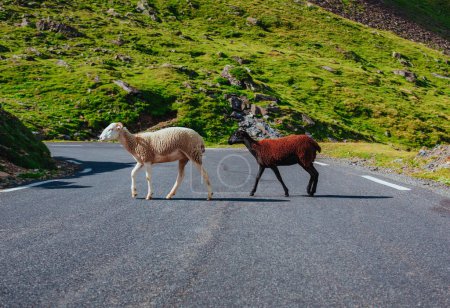 Téléchargez les photos : Deux moutons traversant la route dans les montagnes - en image libre de droit