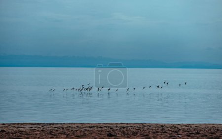 Foto de Manada de aves despega de la superficie del lago - Imagen libre de derechos