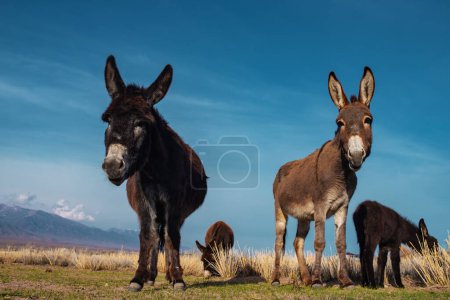 Photo for Donkeys grazing in the field in spring - Royalty Free Image