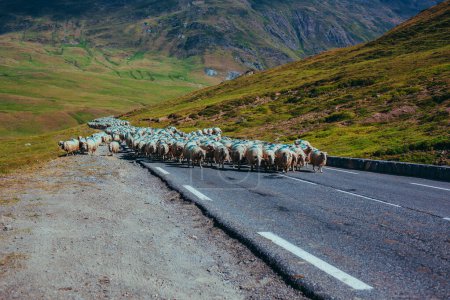 Téléchargez les photos : Moutons marchant sur la route automobile dans les montagnes - en image libre de droit