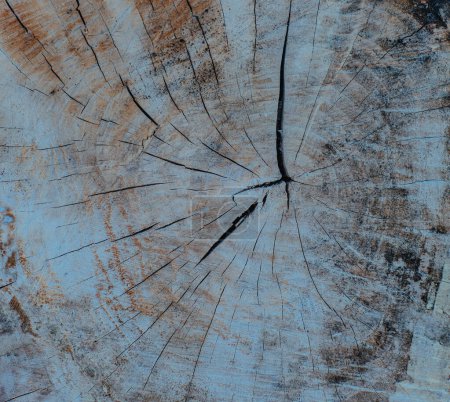 Foto de Anillos cortados textura de árbol viejo grande - Imagen libre de derechos