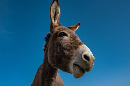 Photo for Donkey portrait on blue sky background - Royalty Free Image