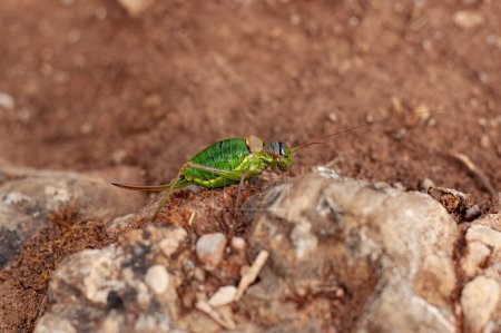 Téléchargez les photos : Grande sauterelle verte sur une pierre vue rapprochée - en image libre de droit