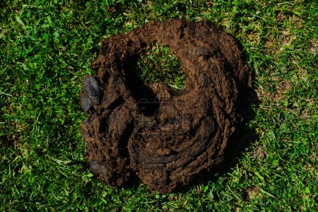 Cow dung on green grass in summer