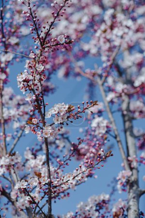 Branches d'abricot en fleurs sur fond de ciel