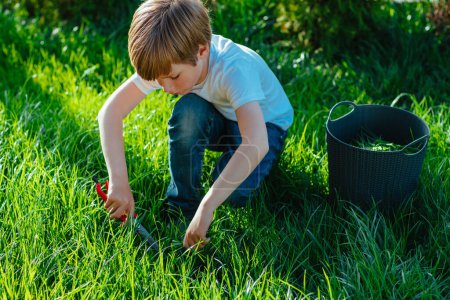 Foto de Boy cutting lawn in the garden with scissors on a summer day - Imagen libre de derechos