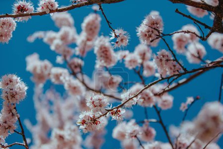 Téléchargez les photos : Branches d'abricot en fleurs sur fond de ciel - en image libre de droit