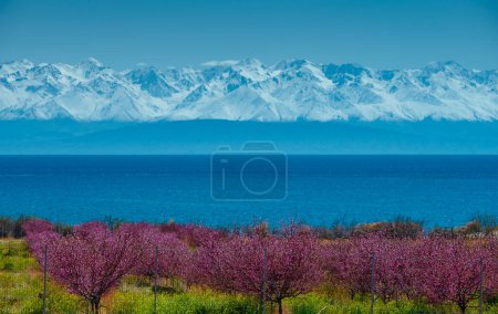 Téléchargez les photos : Floraison d'arbres sur la rive du lac Issyk-Kul et des montagnes Tien Shan, Kirghizistan. Clôture devant les arbres. - en image libre de droit