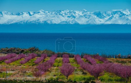 Photo for Flowering trees on shore of Issyk-Kul lake and Tien Shan Mountains, Kyrgyzstan. Fence in front of trees. - Royalty Free Image