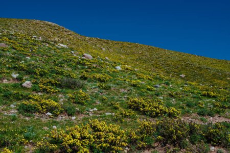 Téléchargez les photos : Floraison des collines de montagne au printemps - en image libre de droit
