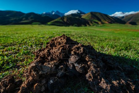 Cow dung on green grass in summer