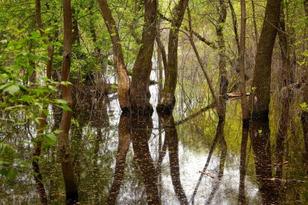 Téléchargez les photos : Image de paysage d'arbres dans l'eau après le déversement d'une grande rivière - en image libre de droit