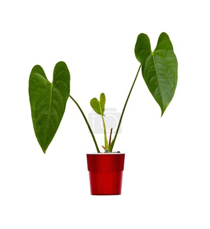 Téléchargez les photos : Image d'une plante d'intérieur anthurium dans un pot rouge sur fond blanc - en image libre de droit