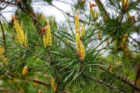Image of a sprig of flowering pine on a green background
