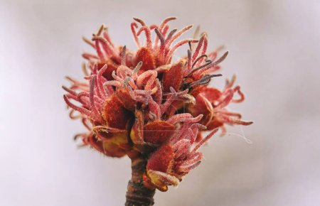 Imagen de flores femeninas de arce azucarero o arce plateado Acer saccharu